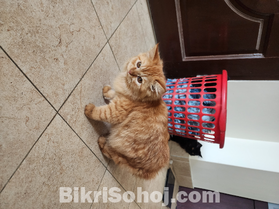 Persian female cat